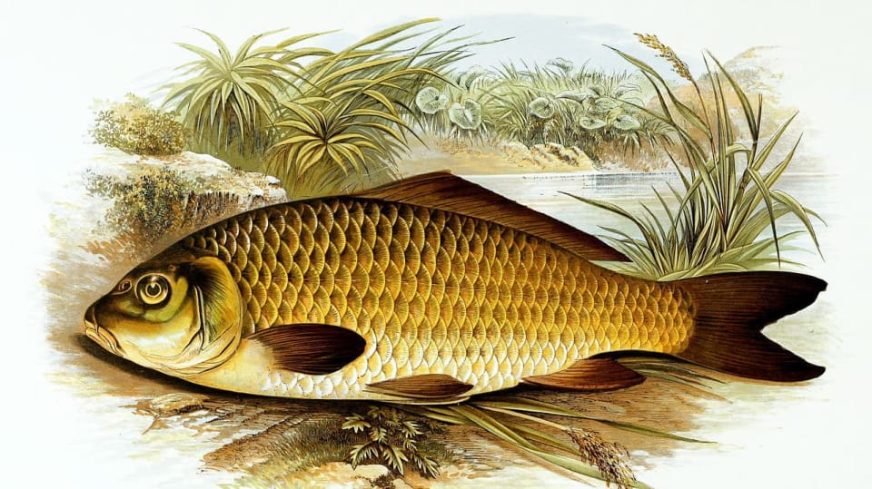 Kapr na kresbě Alexandra Francise z roku 1879